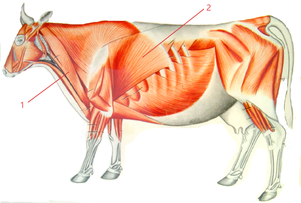 1764929917474277.png 2025L1kVFQpsvB1756394949.png